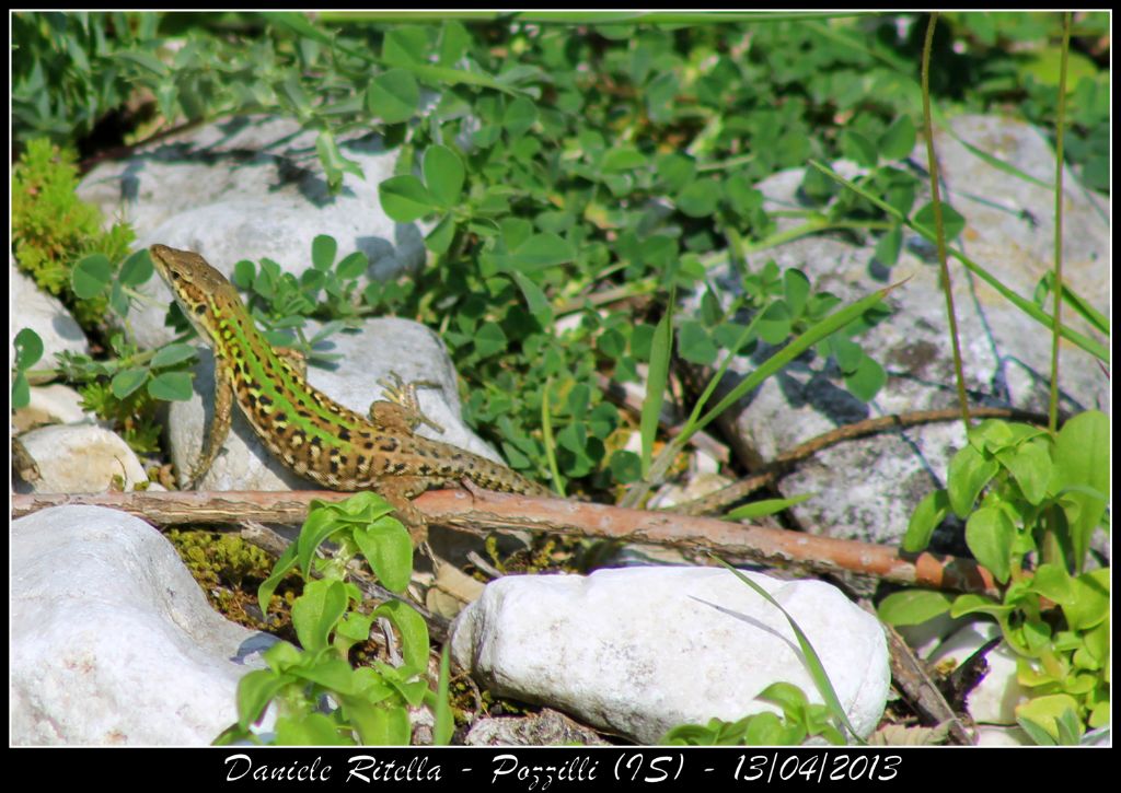 Un p di Podarcis siculus campestris della mia zona!